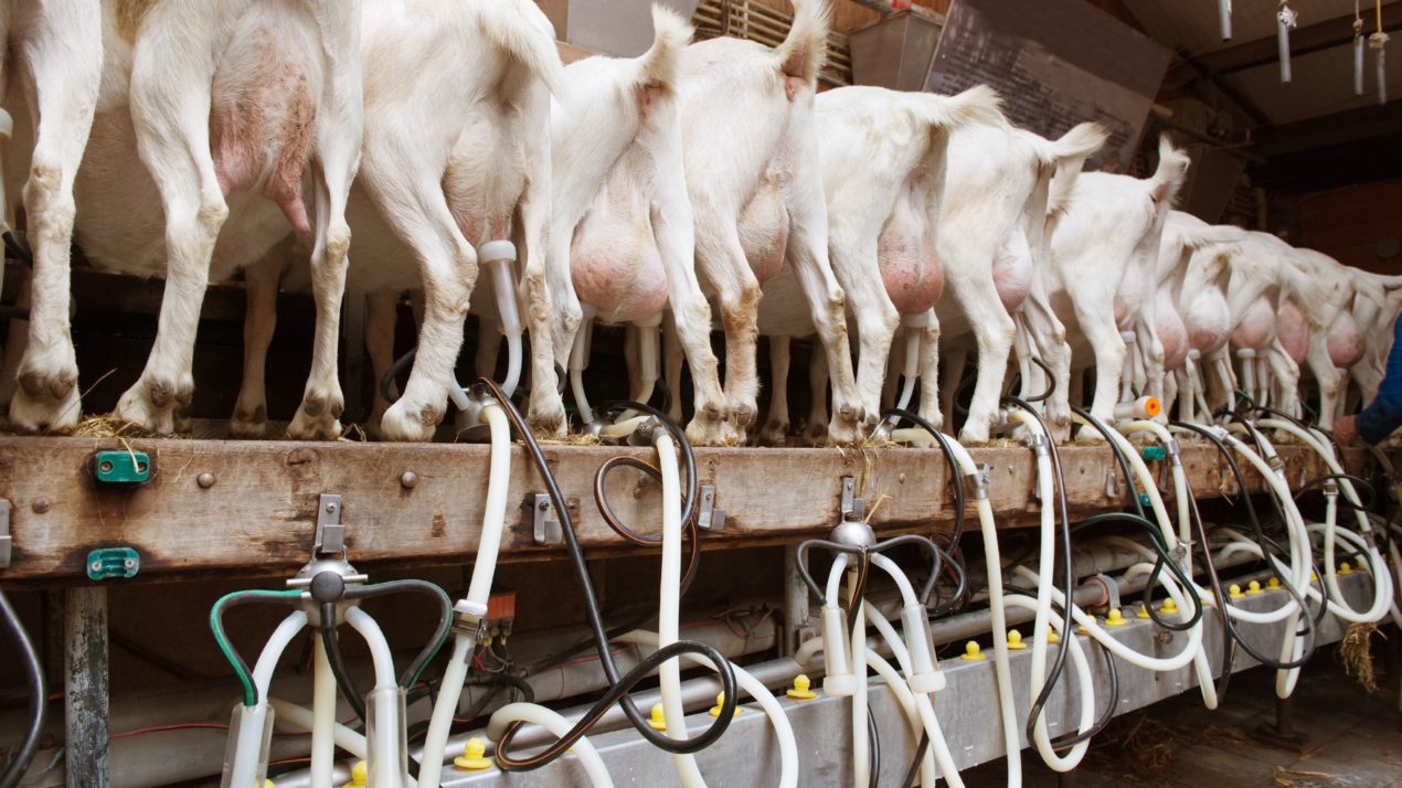 Dairy Goat Industry Sees Opportunity In Product Innovation