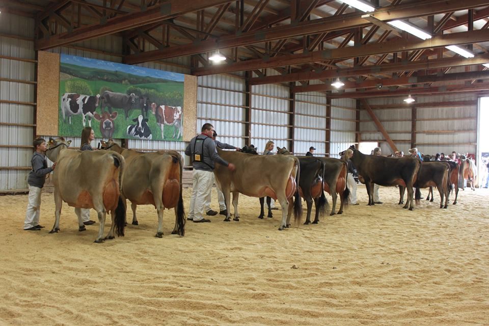 State Jersey Breeders Get Ready For Spring Spectacular