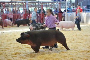 Disease fears lead to World Pork Expo cancellation