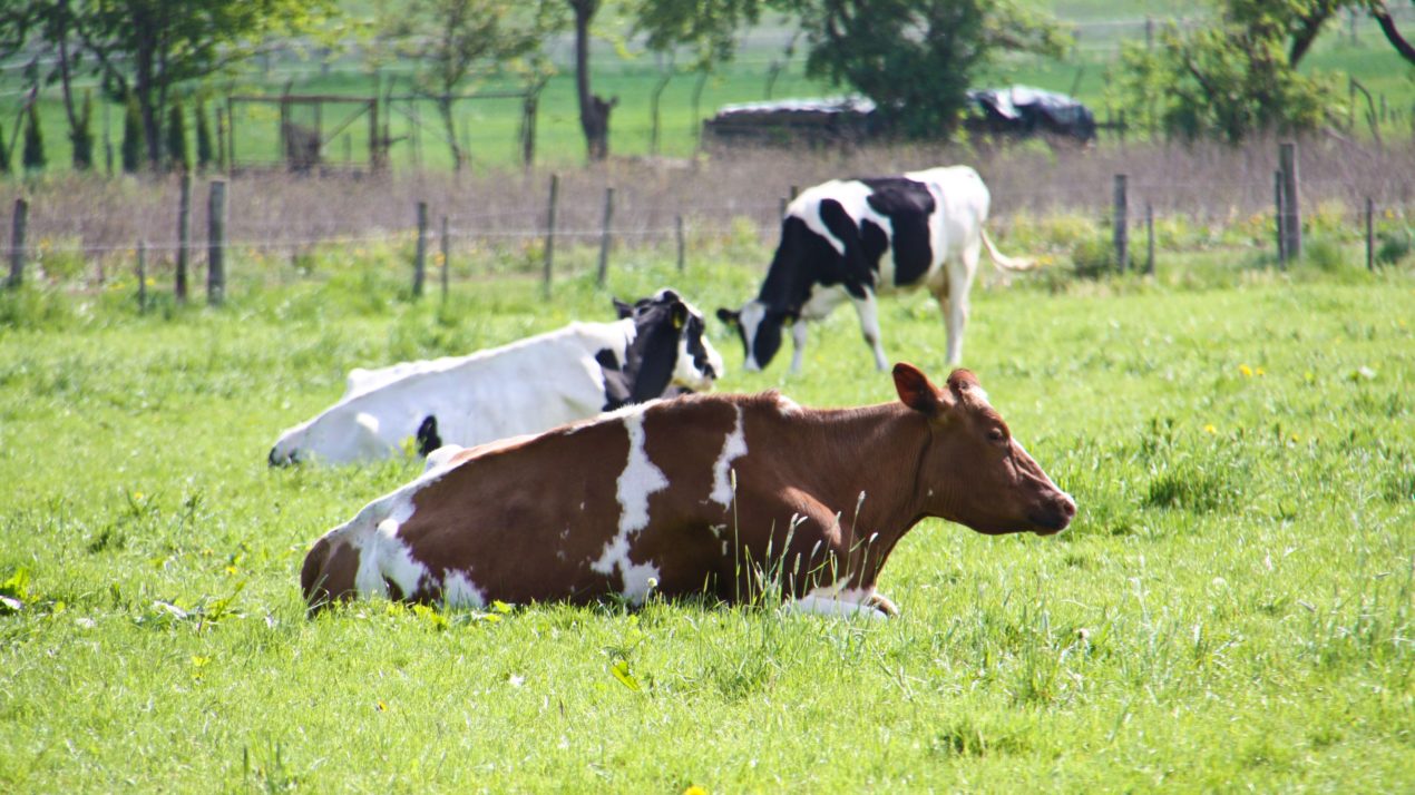 Dairy Grazing Apprenticeship Showcases Diverse Farms and Employment Opportunities