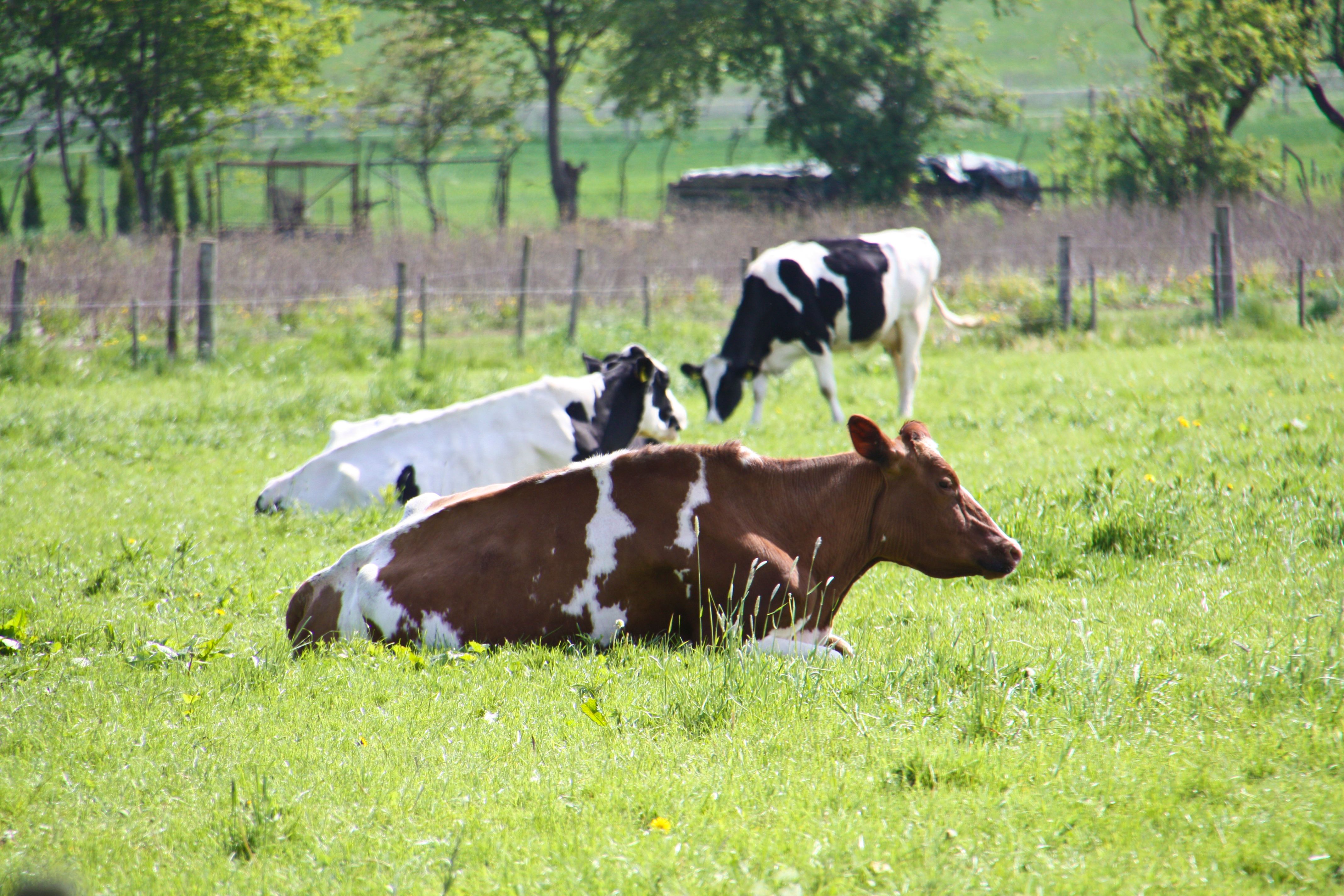 Dairy Grazing Apprenticeship Showcases Diverse Farms and Employment Opportunities MidWest
