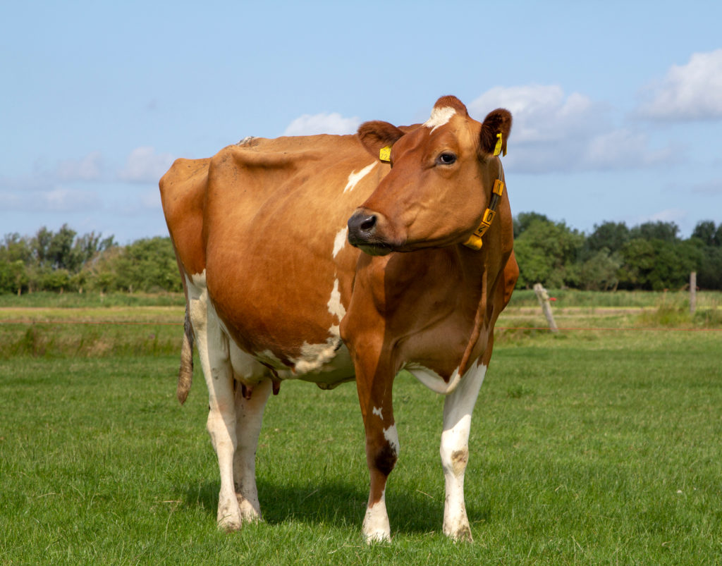 2019 Red and White Dairy Cattle Association Award Recipients Announced