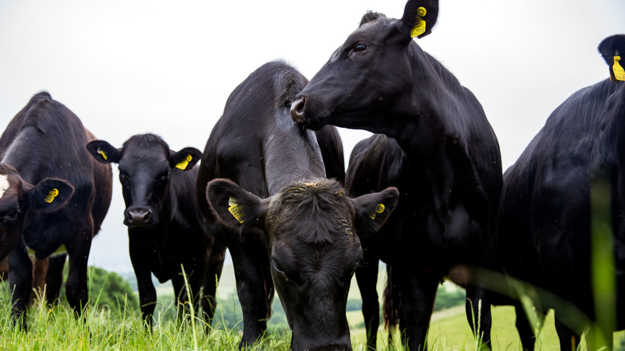 Registration Still Open for WI Cattlemen’s Summer Tour