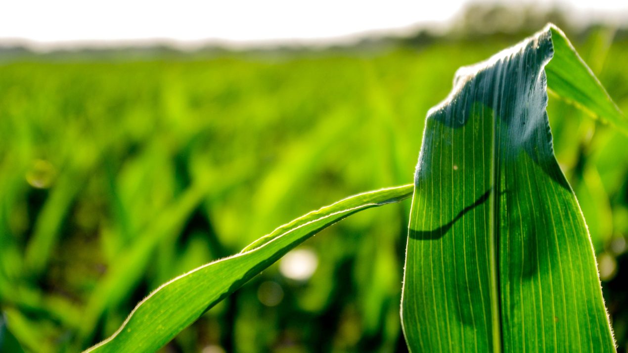 Warm Weather Brings Crops Out of the Ground