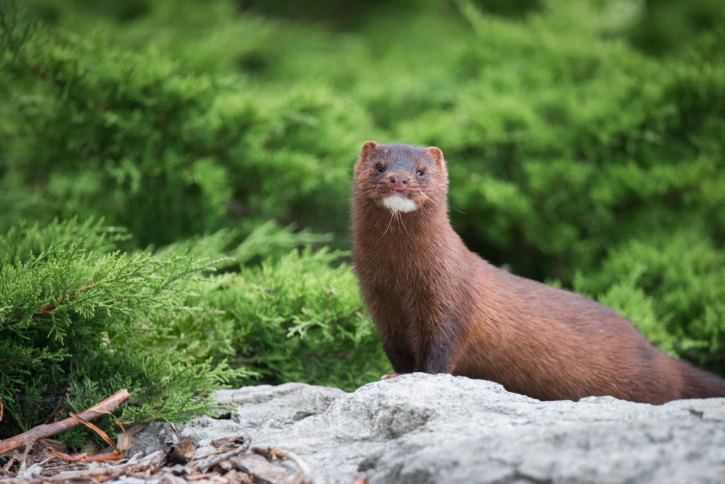 Wisconsin Continues to Lead Nation in Mink Production MidWest Farm