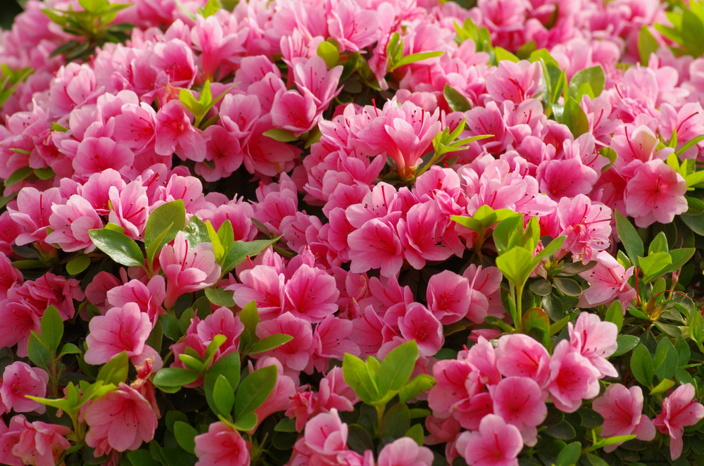 Bought Rhododendrons or Azaleas This Season? Check for Disease, Plant Health Officials Caution