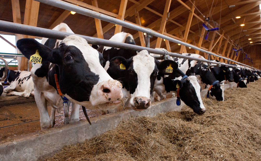 New Report Shows Wisconsin Dairy Generates a $45.6 Billion Economic Impact