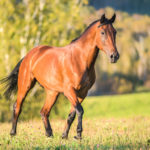 A Vet’s Perspective On Racehorse Care