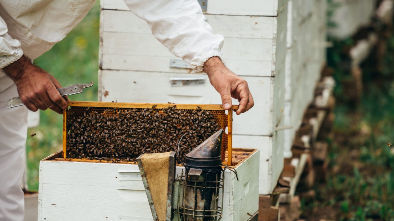 Not A Good Winter For Honey Bees In WI MidWest Farm Report