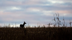 Late corn harvest could impact Wisconsin deer season