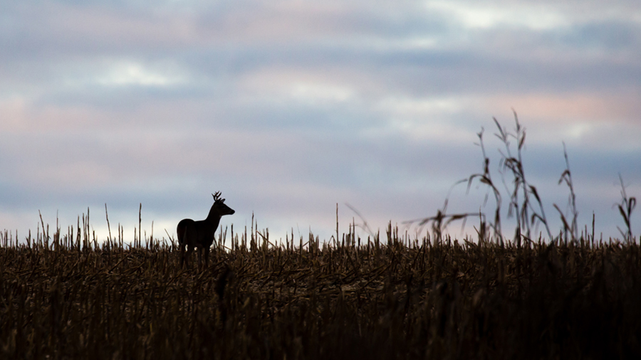 Buffalo County Deer Tests Positive