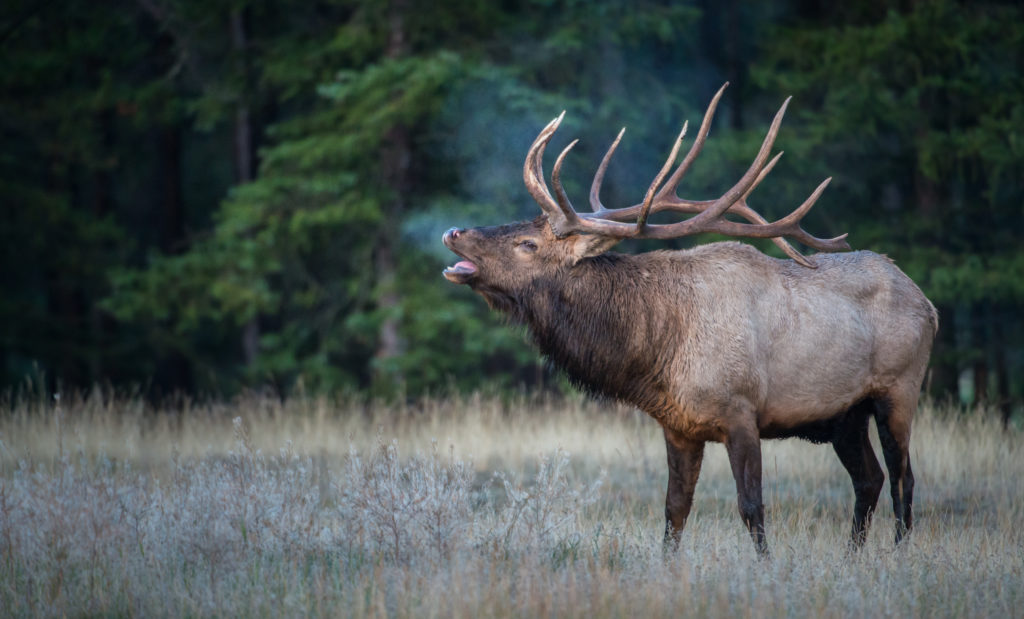 County Elk Tests Positive for CWD MidWest Farm Report