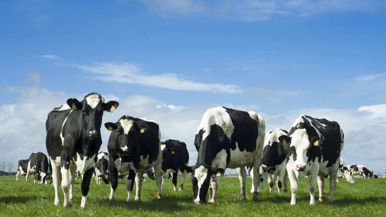 Dairy group calls proposed changes to farm siting rule unworkable, unfair
