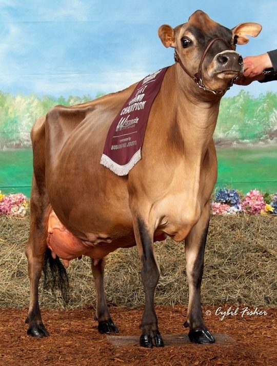 Cow Of The Year – Jersey From Cecil