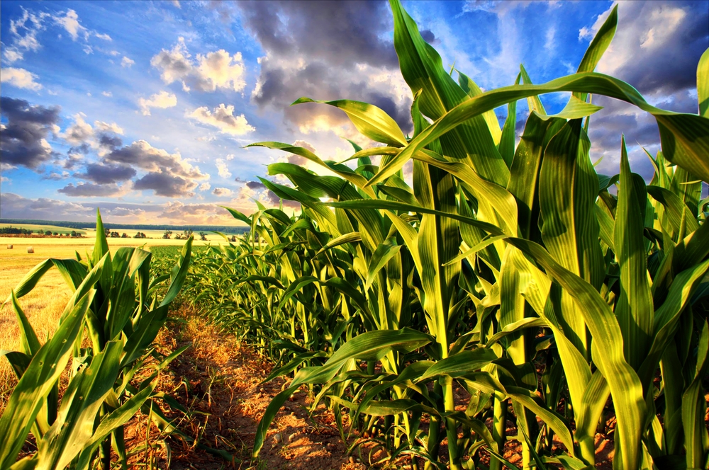 Wisconsin Planted Four Million Corn Acres This Year