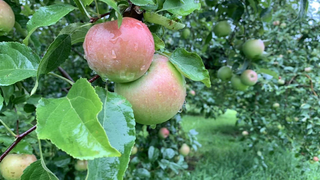 What To Expect At The Apple Orchard This Fall