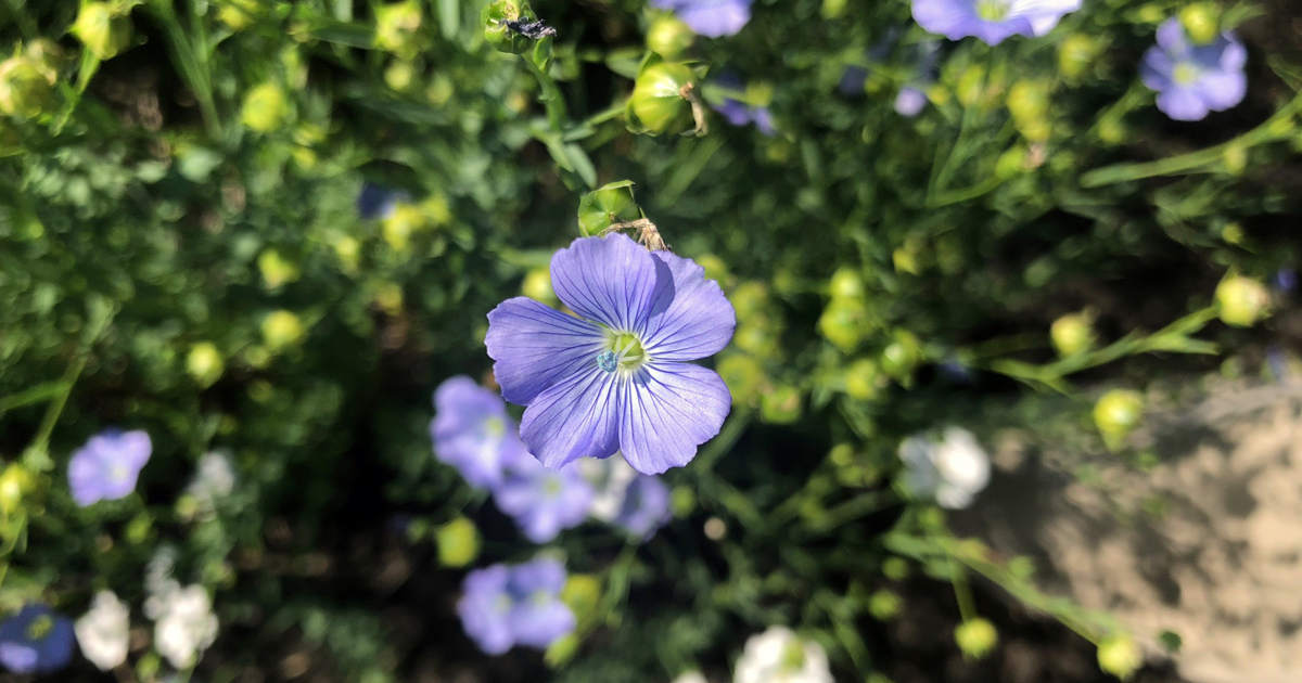 Breeders release new flaxseed cultivar with higher yield