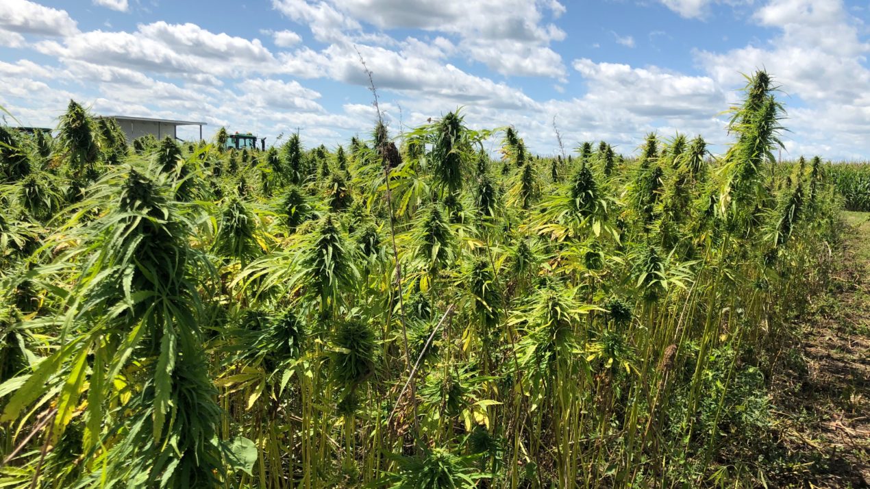 Transition to New Wisconsin State Hemp Plan Postponed; Current Pilot Program Extended