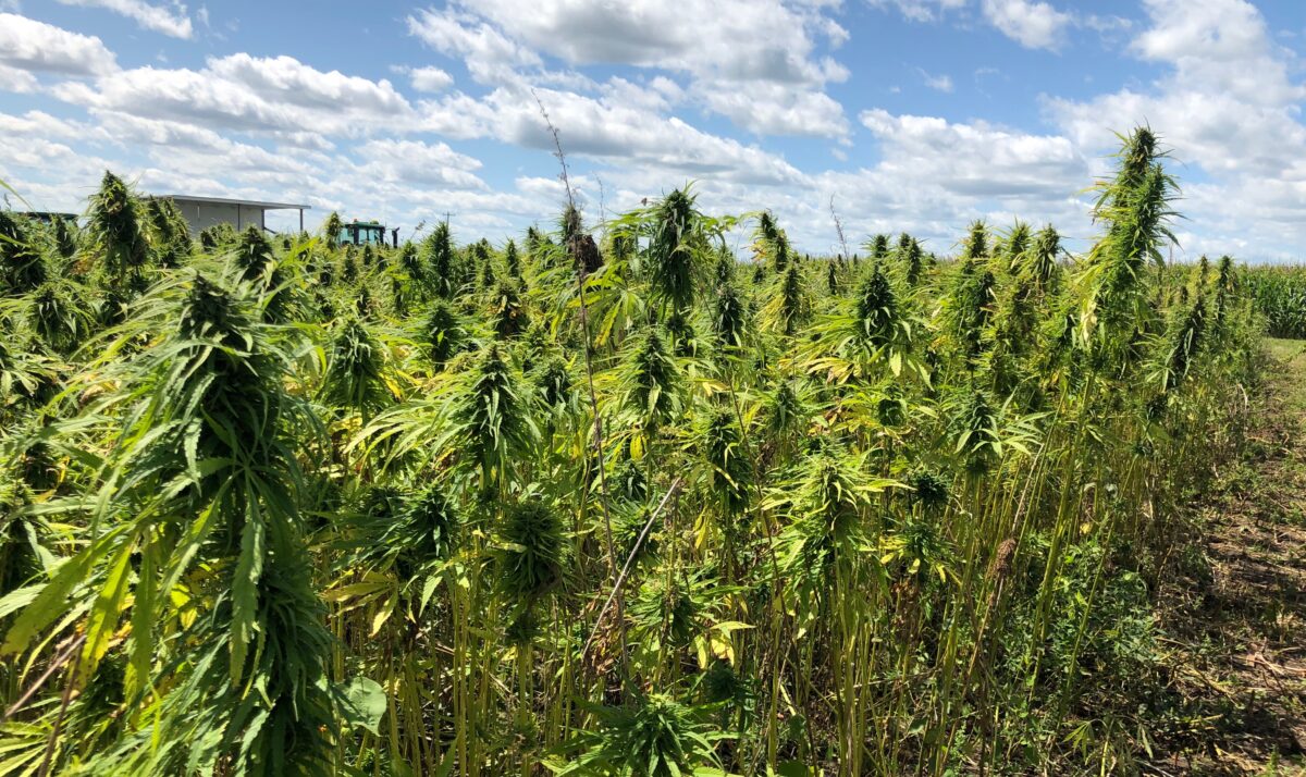 Hemp Field Day This Week