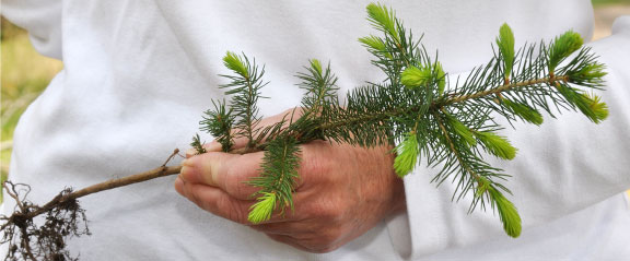 Tree and Shrub Seedlings Available from DNR