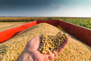 Annual Report Puts Midwest Soybeans On Top