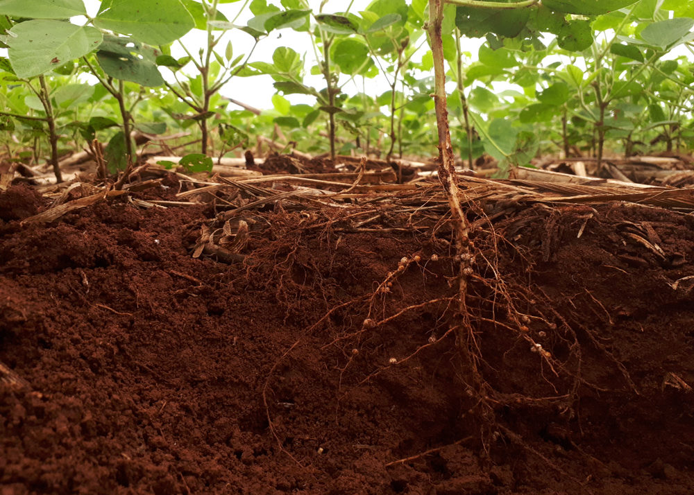 Soybean Cyst Nematodes