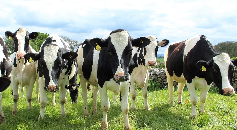 More Dairy Cattle Enter Beef Chain