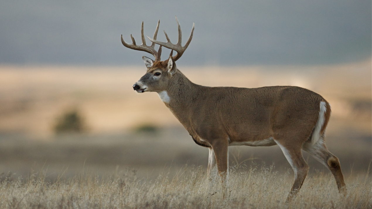 Youth Deer Hunt Happening This Weekend