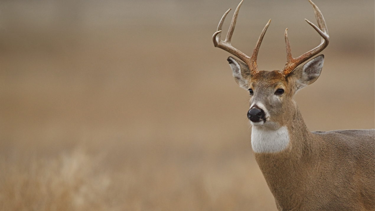 Reminder:  Deer Baiting & Feeding Bans in Place in Most Counties