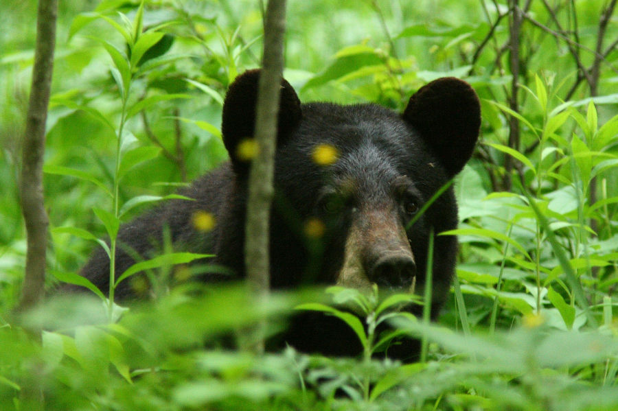 2019 Another Great Season for Wisconsin Bear Hunters