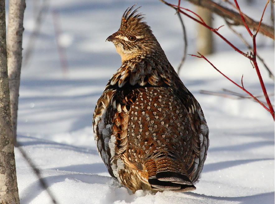 2019-20 Ruffed Grouse Hunting Season Shortened in Zone A