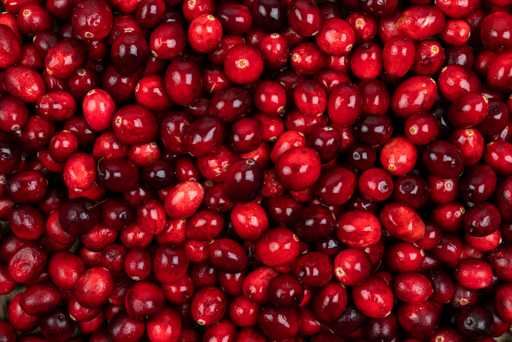 Cranberry Harvest Recap