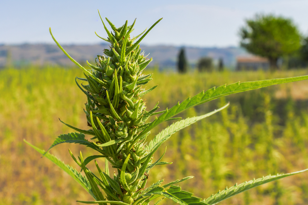 Iowa Department of Agriculture seeks public input for new hemp production regulations