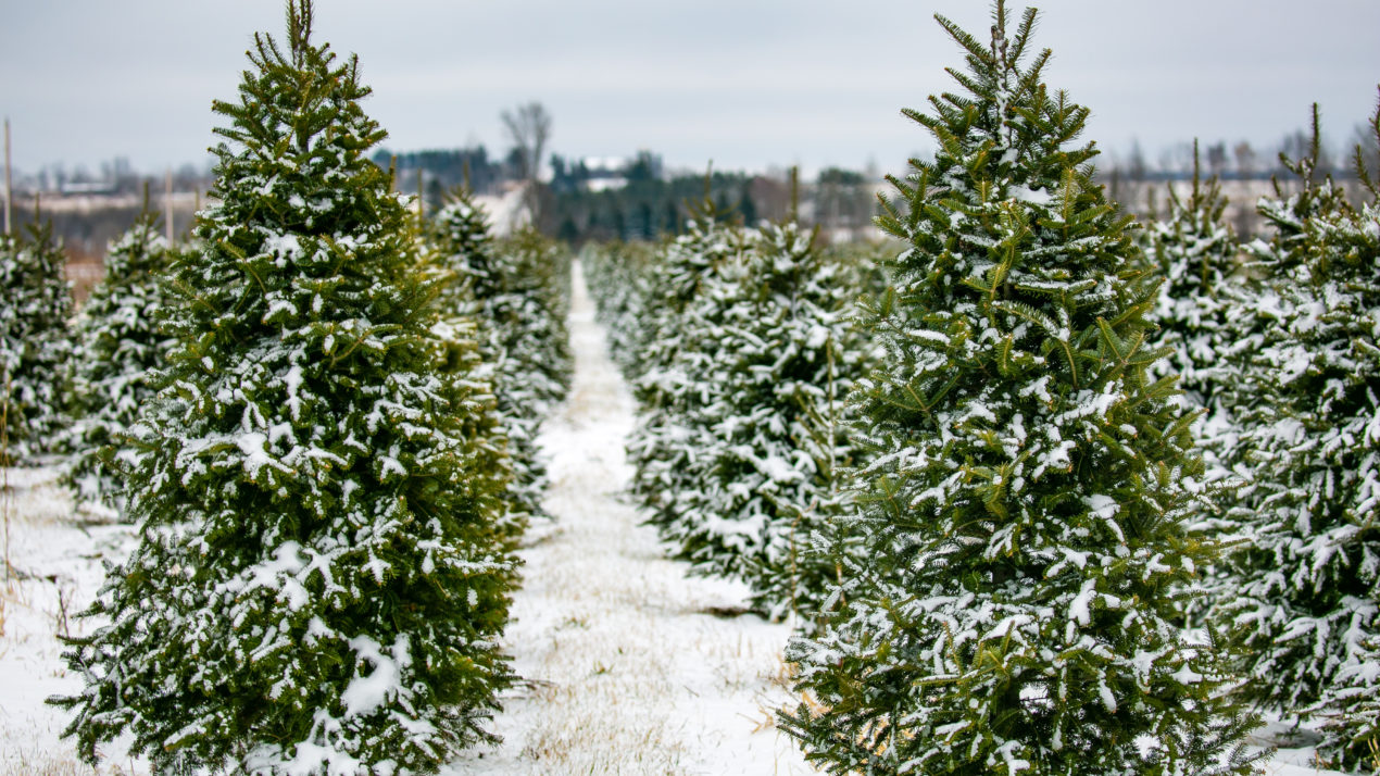 Test Your Knowledge with These Christmas Tree Facts