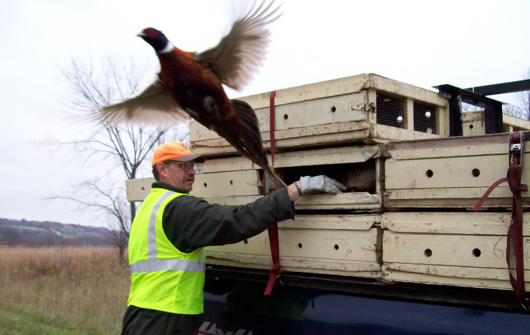 Holiday Pheasant Hunt Provides Opportunity for Time with Family and Friends Pursuing Upland Game Birds