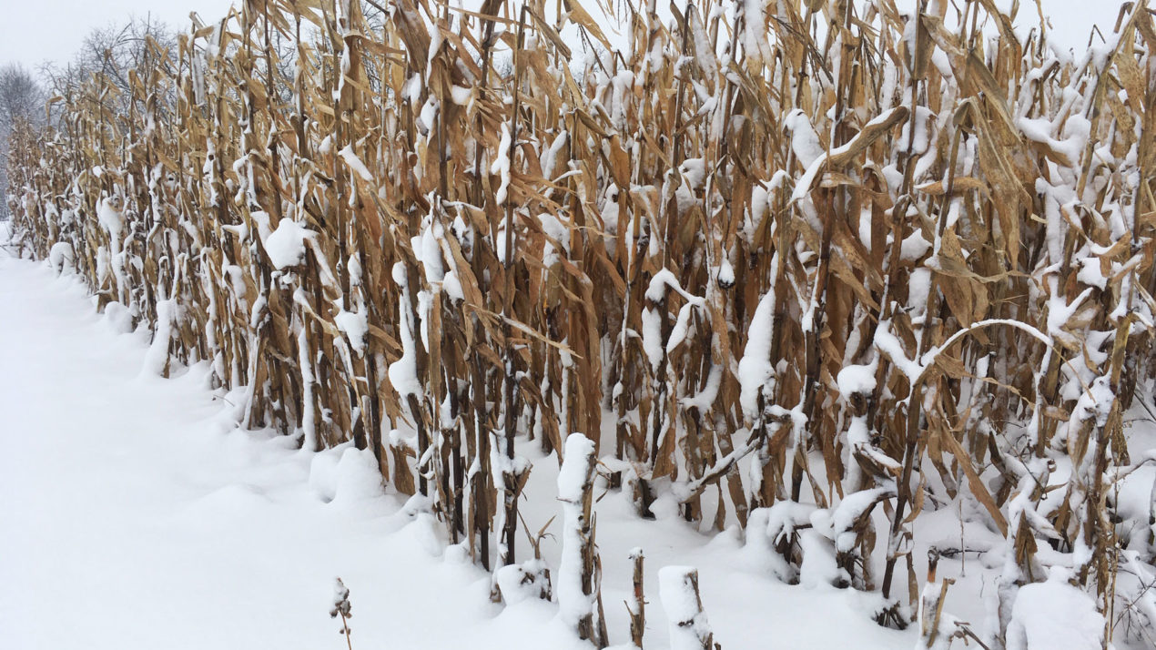 Little To Like In Latest Crop Progress Report For Wisconsin