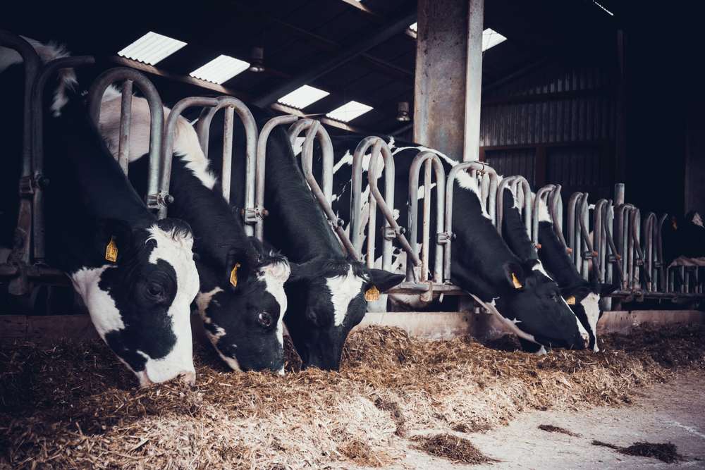 2024 Outlook: Cautious Optimism for Dairy Farmers
