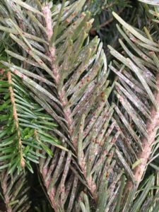State Plant Inspectors Advise Consumers to Properly Dispose of Holiday Greenery