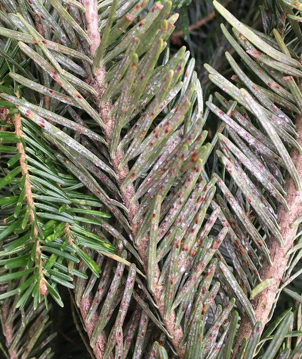 State Plant Inspectors Advise Consumers to Properly Dispose of Holiday Greenery