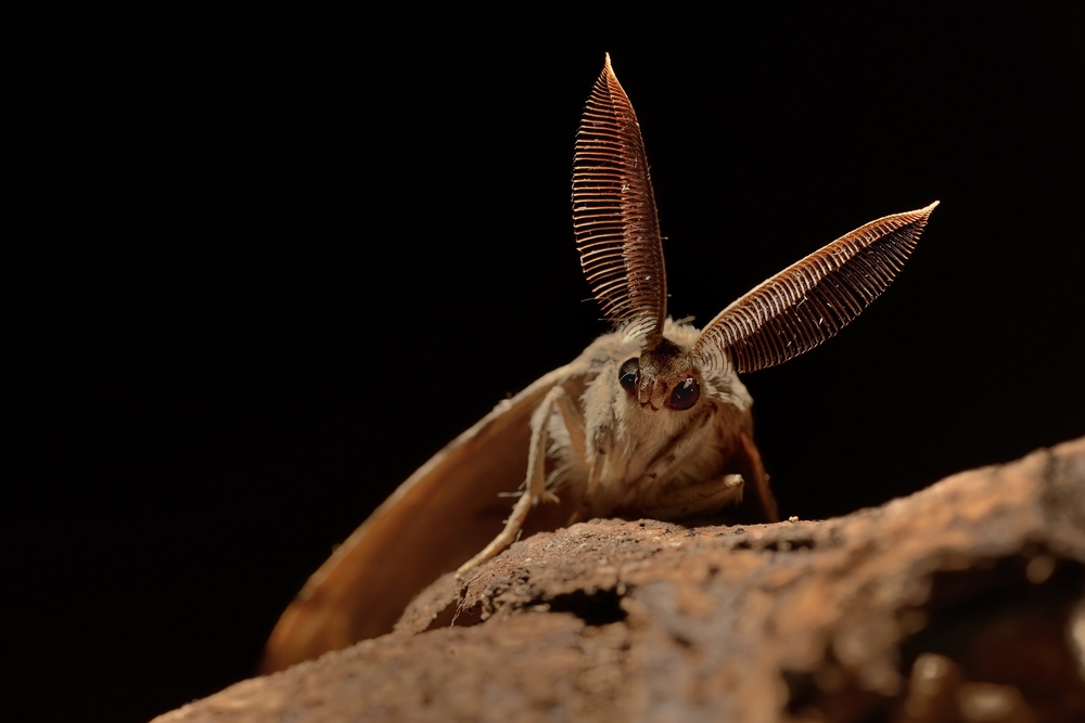 Gypsy Moth Populations Continue to Decline
