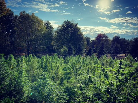Concerns rise about hemp growing outpacing markets