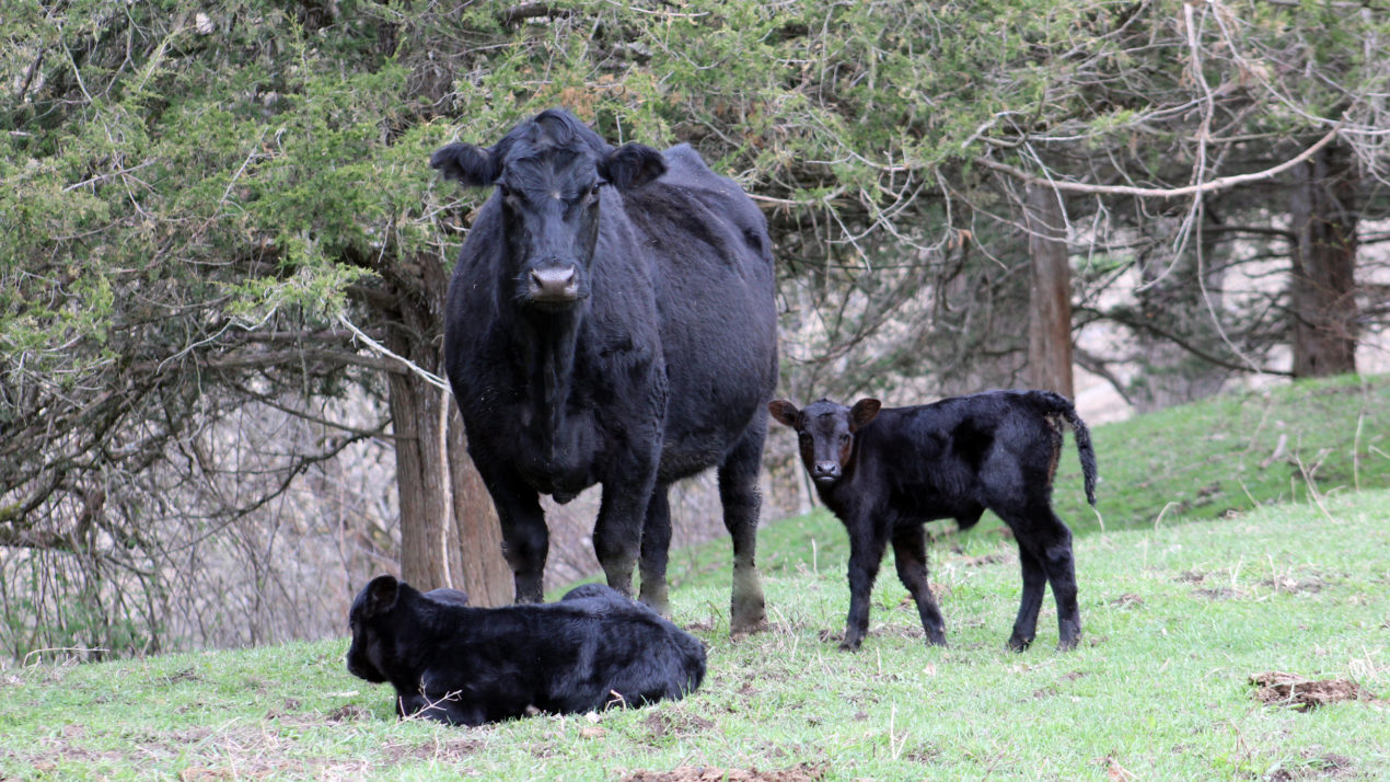 Heavy Carcass Weights Still a Burden on Beef Markets