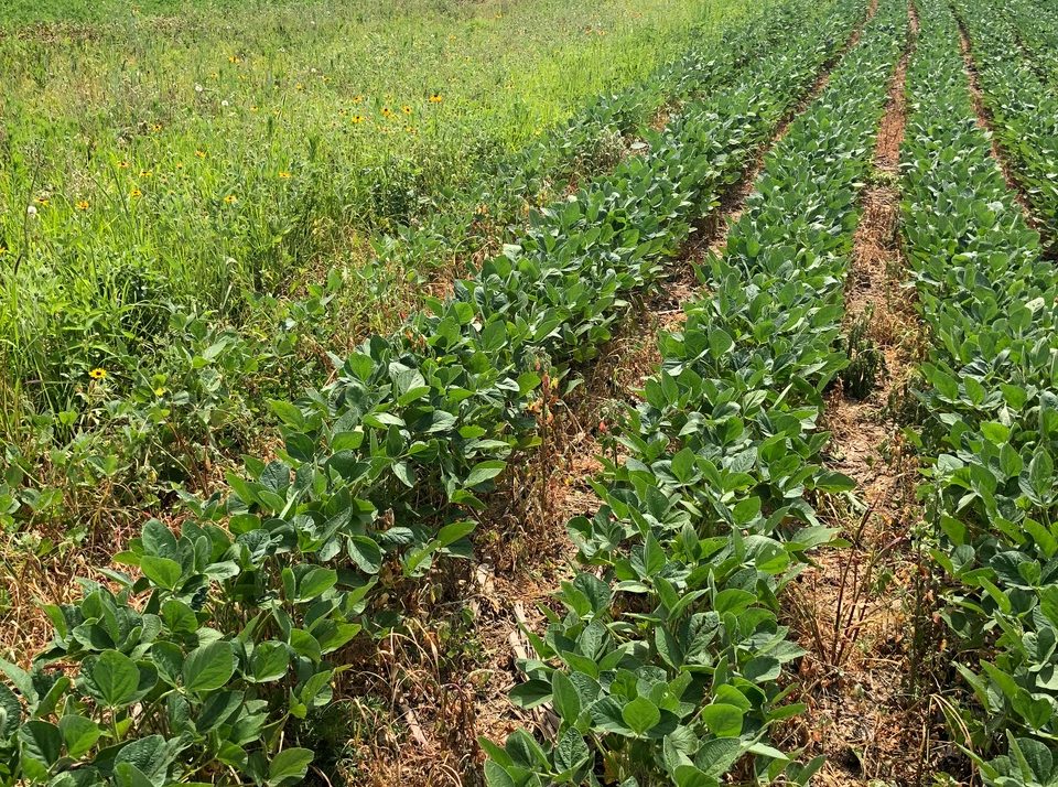 Survey Shows Soybean Growing Patterns
