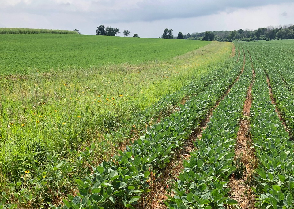 DATCP Issues Guidance Following Federal Cancellation of Dicamba Herbicides
