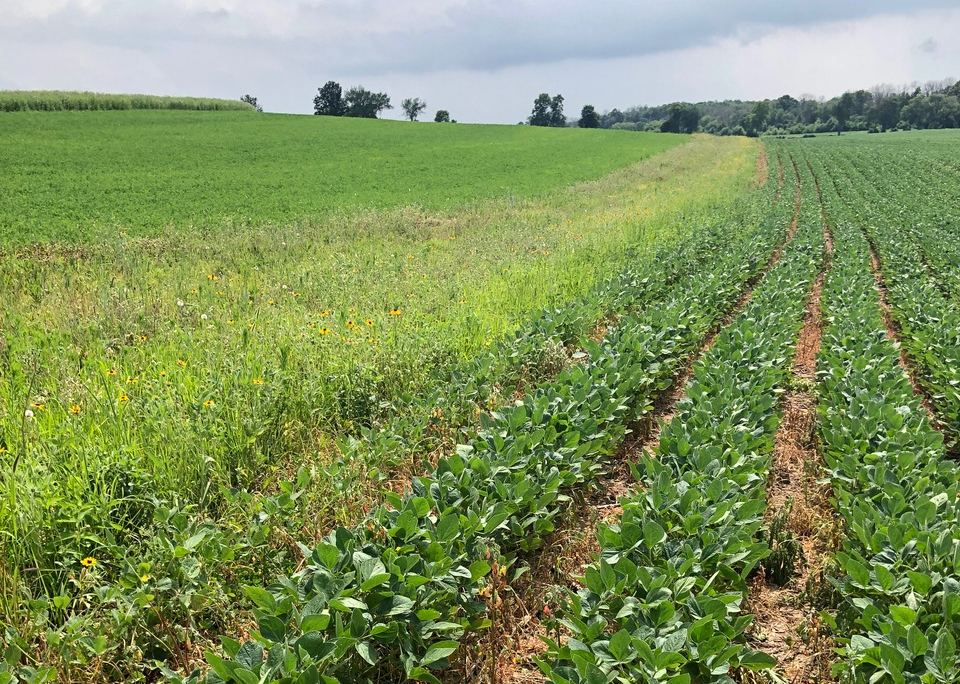 Soybeans Start Blooming Nearly 20 Days Ahead of Last Year