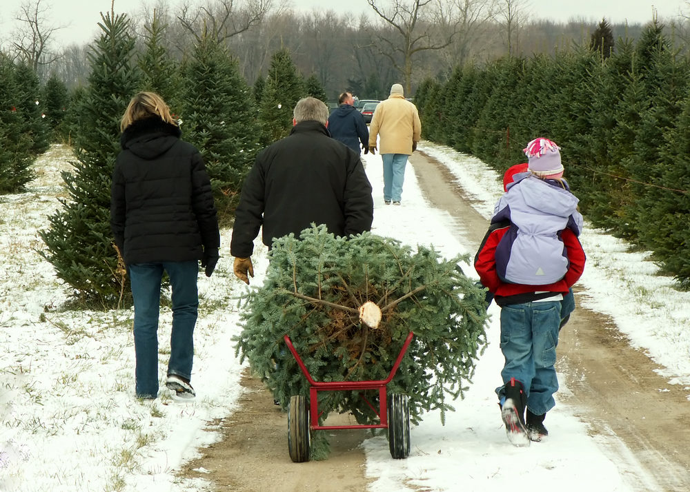 Christmas Tree Season