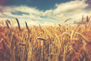 Winter Wheat Harvest Halfway Through