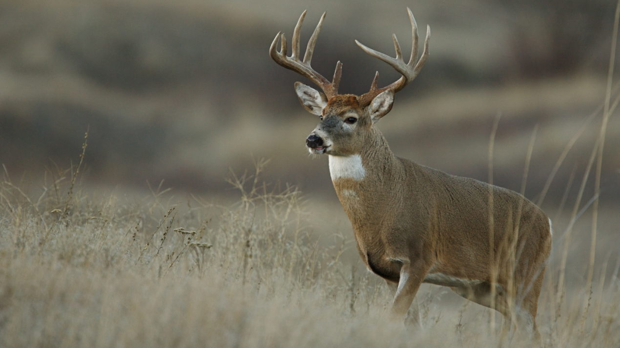 2019 Deer Harvest Total Drops Compared to 2018