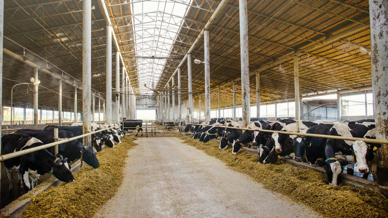 Deadlines Fast Approaching for Dairy Farmers to Sign Up for Round 2 of MFP, DMC for 2020