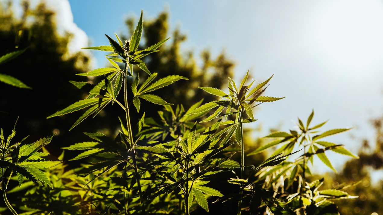 2020 Wisconsin Agricultural Outlook Forum to focus on industrial hemp